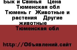 Бык и Свинья › Цена ­ 250 - Тюменская обл., Тюмень г. Животные и растения » Другие животные   . Тюменская обл.